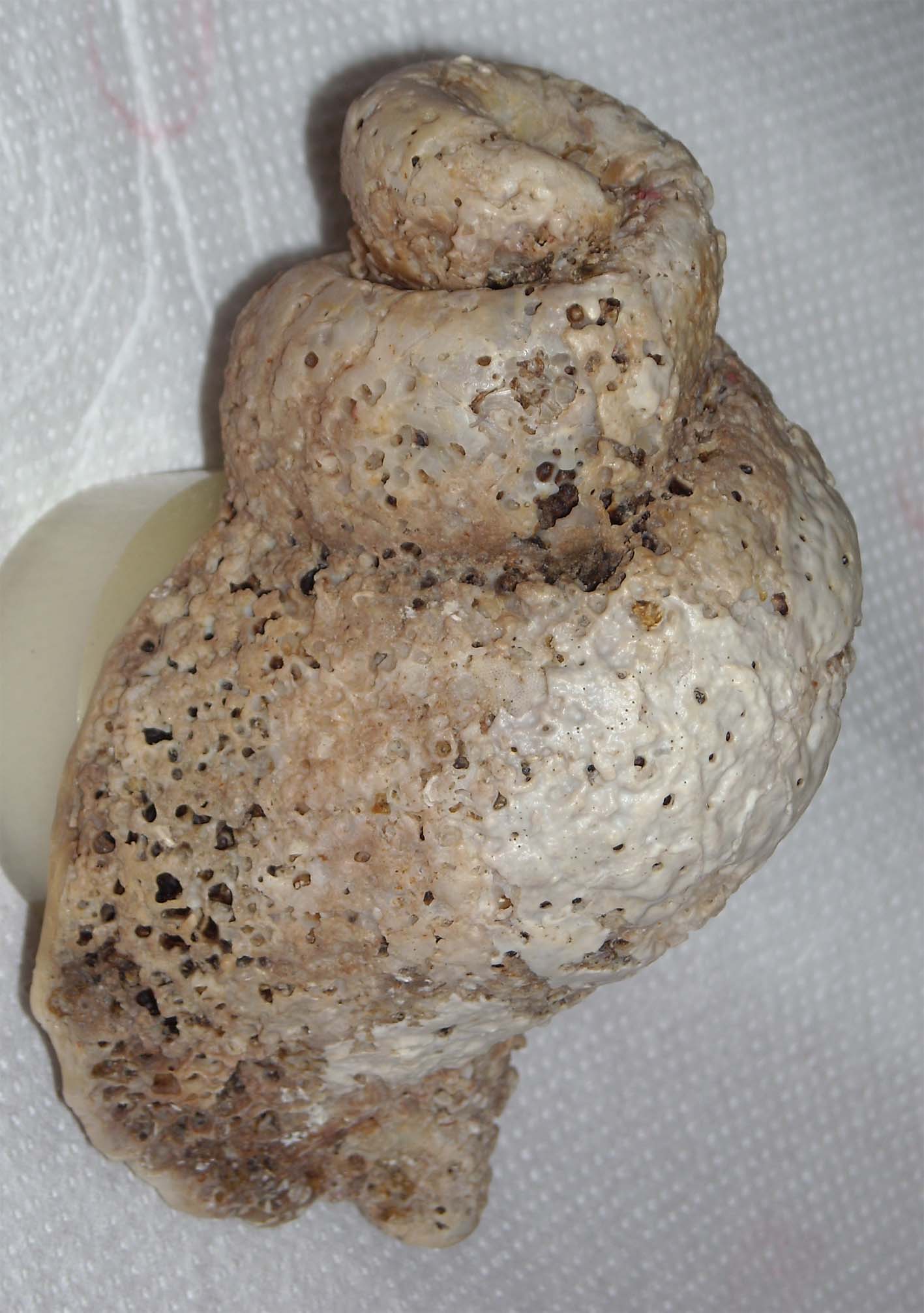 charonia nodifera teratologica